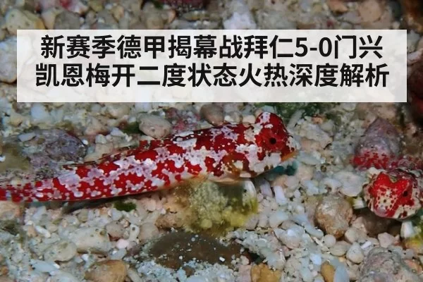 新赛季德甲揭幕战拜仁5-0门兴 凯恩梅开二度状态火热深度解析